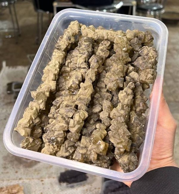 نبات شاخه چای سبز